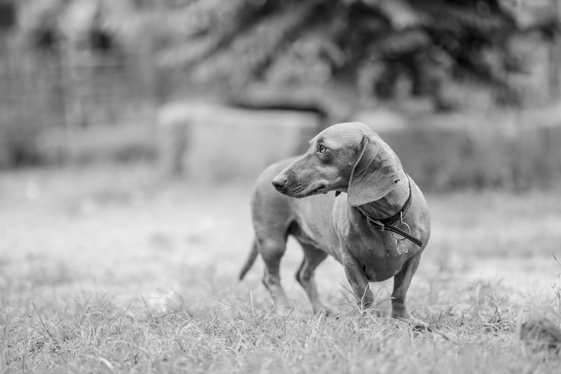 Playful Elegance